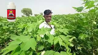 दमन का bio r 303 पता रहेगा साफ cotton thirps full control