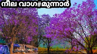 മൂന്നാറിൽ നീല വാഗ പൂത്തു|Jacaranda Tree Bloom in Munnar |Jacaranda tree |IDUKKI | April 6, 2021