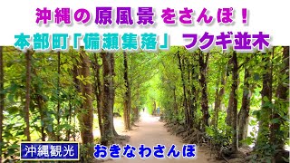 ◤沖縄観光◢ 沖縄の原風景が残る備瀬集落『フクギ並木』をさんぽ！ ♯473  沖縄旅行 おきなわさんぽ 沖縄散歩