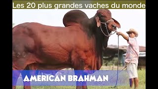 Les 20 plus grandes vaches du monde