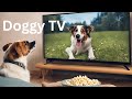 Daytime Television for your Dog.  TV for your dogs.  Dogs playing in the woods