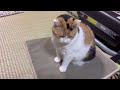 【三毛猫】動かずともかわいいミケ（2025年1月12日）