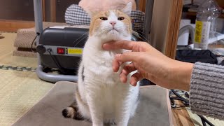 【三毛猫】動かずともかわいいミケ（2025年1月12日）