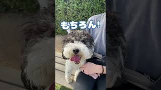 【ロサンゼルスのわんこ】犬の名前が寿司！？