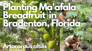 Planting Ma'afala Breadfruit Tree in Bradenton, Florida