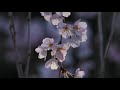 春日大社の枝垂れ桜2019