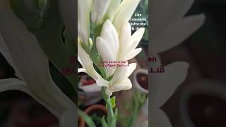 இந்த பூ பிடிக்குமா#littleharden ofeden #shotstamil #shortsvideo #sambangiflower #gardenplants