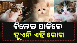 ଘରେ ବିଲେଇ ରଖିଲେ ଆସେନି ହାର୍ଟ ଆଟାକ୍ BENEFITS #kalingatodaylive #kalingatv #cat #petcat #kalingatoday