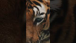 The Tiger’s Amazing Look: Majesty in the Wild | 🐅✨