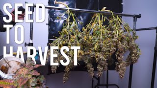 I GREW ORGANIC AUTOFLOWERS FROM SEED TO HARVEST ONLY USING COMPOST TEAS AND 200 WATTS!