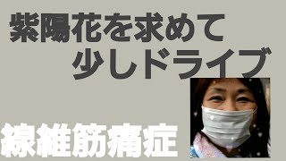 線維筋痛症の痛みが弱い時に秋色紫陽花を求めてドライブ#線維筋痛症