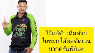 #แก้ข้าวดีด #ด้วยใบหยกโทร0988868492ครับ#ท่านใดหว่านข้าวไปแล้วจะแก้ข้าวดีดต้องใบหยกครับ