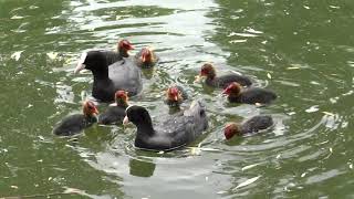 Eurasian coot and chicks (Łyska zwyczajna i pisklęta)