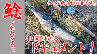 【ナマズ釣り】ナマズ釣り初心者がＧＷにナマズを求めて走り回った4日間！　#ABU #Ambassadeur #アンバサダー #ジッターバグ #トップウォーター