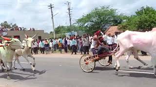 ಕಂಕನವಾಡಿ ಎತ್ತುಗಳ ಸ್ಪರ್ಧೆ Kankanwadi