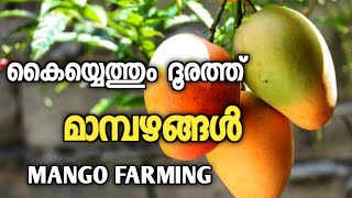 Mango farming | Mango cultivation | Andhra Pradhesh, Anantapur | Travel vlog malayalam | Lal Talks