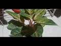 aglaonema+-+-#aglaonema #tanamanhias /