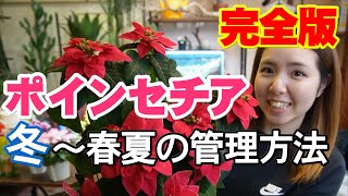 【ポインセチアの育て方】冬～春夏の管理方法　苞を赤くする方法　水やり・置く場所