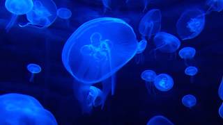 Jellyfish 101 | Nat Geo Wild