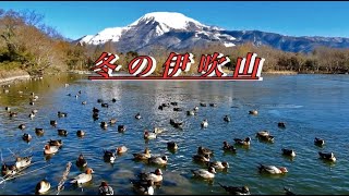 降雪の伊吹、氷結の三島池、に済む水鳥たち   ※大寒前、好天に恵まれた伊吹山は美しい。氷が張った三島池に、水鳥たちと観光客が一つになったうららかな冬のひととき。