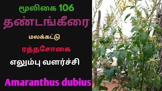 தண்டங்கீரை|Amaranthus dubius|Thandankeerai|தண்டு கீரை|Thandu keerai