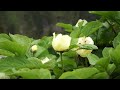 paeonia mascula white