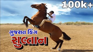 Sultan Horse Videography | गुजरात किंग सुल्तान