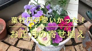 12月17日 お正月の寄せ植え　葉牡丹あっぱれ！