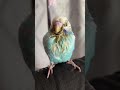 指を噛むセキセイインコ