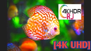 [4K UHD] Relax Music Relaxation Music I  8K Fish Video Ultra HD | 4k Resolution | 4K Videos