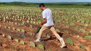 PLANTEI FEIJÃO NA PALMA QUE FOI PASSADO O VENENO !!!!!