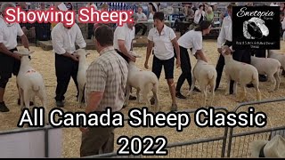 Showing Sheep: All Canada Sheep Classic 2022/July 8, 2022