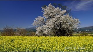 黄金色に染まった飯山市の菜の花公園・4K