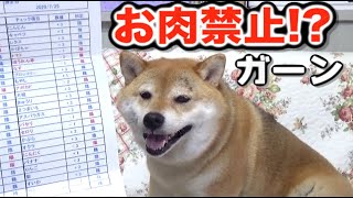 柴犬ナナの食物アレルギーチェックした結果・・！　Shiba Inu NANA Allergic check