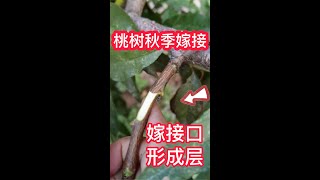 teach you how to grafting fruit trees for new varieties，The detailed process桃樹秋季嫁接的詳細過程，教你如何嫁接果樹換新品種