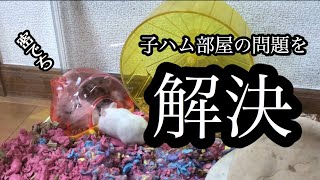 【ジャンガリアン】子ハム部屋の問題を解決してみた