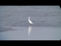 野鳥撮影・ コサギの舞　little egret