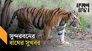 সুন্দরবনে বেড়েছে রয়েল বেঙ্গল টাইগার I Royal Bengal Tiger I Sundarbans I Shokal Shondha