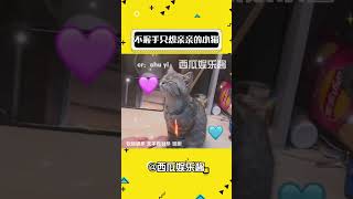 猫猫：叽里咕噜说啥呢听不懂只想亲亲 #娱乐评论大赏 #可爱到爆炸?? #猫咪 #萌宠