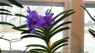 Using Epsom salts on Vanda Pachara Blue for magnesium deficiency \u0026 new fertilizer recipe.