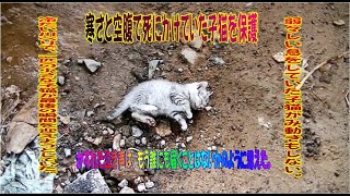 寒さと空腹で死にかけていた子猫を保護