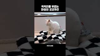 고양이 꾹꾹이를 부르는 마성의 쿠션😻  #고양이 #cat #shorts