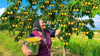 Harvesting Fresh Yellow Cherries and Making Jam \u0026 Cake in the Village!