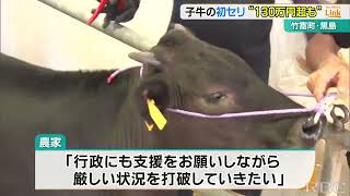 竹富町黒島でことし初の牛のセリ　平均価格は下がるが1頭130万円の高値も