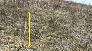 Comparing the pasture that has bare and and cover ground