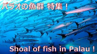 shoal of fish in palau【パラオの魚群!!!】パラオダイビングで出会った群れ特集!!!