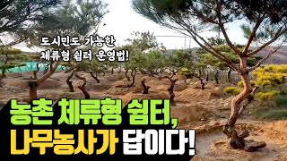 농촌 체류형 쉼터의 성공 비결: 나무농사와의 완벽한 조화 | 나무대장🌳 나무농사의 모든것