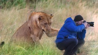 Lioness Asks Photographer For HELP, He Is Shocked To Find Out Why