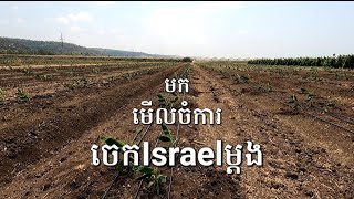 ការដាំចេកអំបូងលឿងរបស់កសិករ Israel/ A ways to grow banana in israel/ 20.08 2023