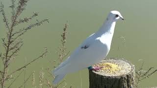 追い掛けて飛んで来た白鳩と相棒土鳩 20221125 4（天満宮）